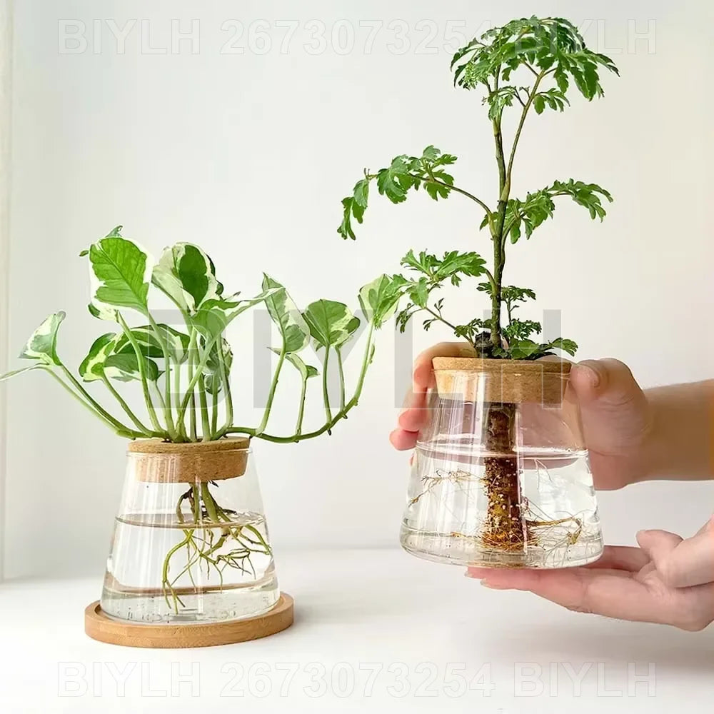 Clear glass hydroponic plant pots with bamboo lids and circular wooden bases for home decoration