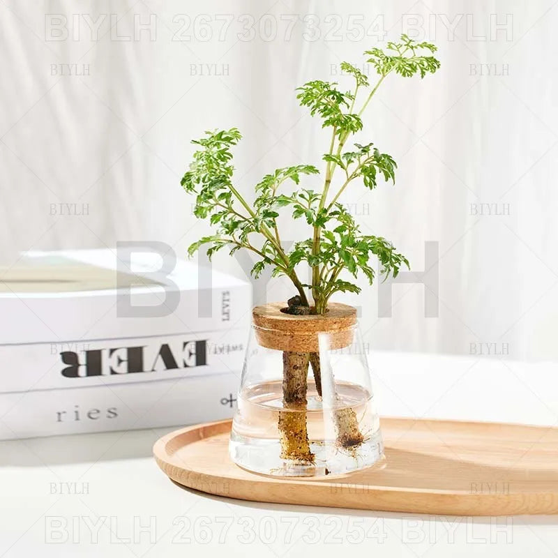 A clear glass hydroponic plant holder with cork lid containing a green leafy plant and base tray for home decoration