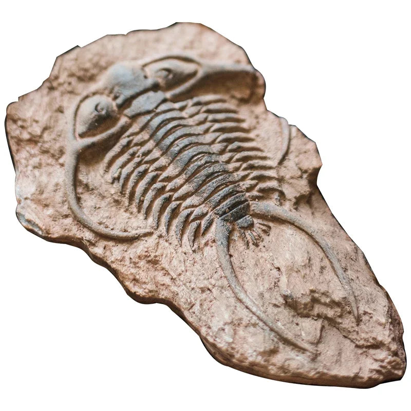 Decorbites™ Fossil-Serie Kunst-Kühlschrank-Aufkleber: Fischknochen-Käfer Meeresinsekten-Präparat