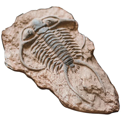 Decorbites™ Fossil-Serie Kunst-Kühlschrank-Aufkleber: Fischknochen-Käfer Meeresinsekten-Präparat