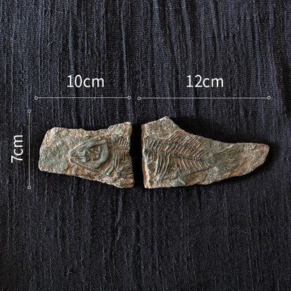Decorbites™ Fossil-Serie Kunst-Kühlschrank-Aufkleber: Fischknochen-Käfer Meeresinsekten-Präparat