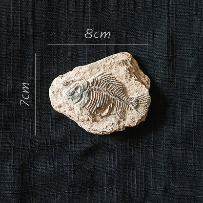 Decorbites™ Fossil-Serie Kunst-Kühlschrank-Aufkleber: Fischknochen-Käfer Meeresinsekten-Präparat