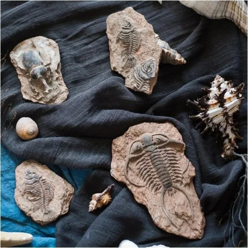 Decorbites™ Fossil-Serie Kunst-Kühlschrank-Aufkleber: Fischknochen-Käfer Meeresinsekten-Präparat