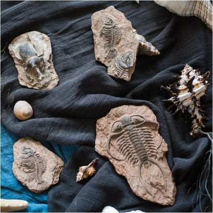 Decorbites™ Fossil-Serie Kunst-Kühlschrank-Aufkleber: Fischknochen-Käfer Meeresinsekten-Präparat