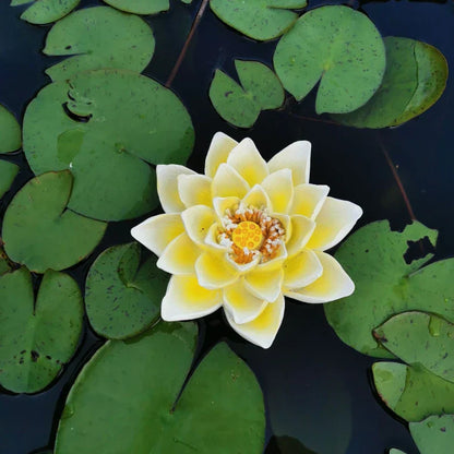 Decorbites™ Gartenteich schwimmende Tierstatuen-Handwerkskunst für Außendekoration und Teichdekoration