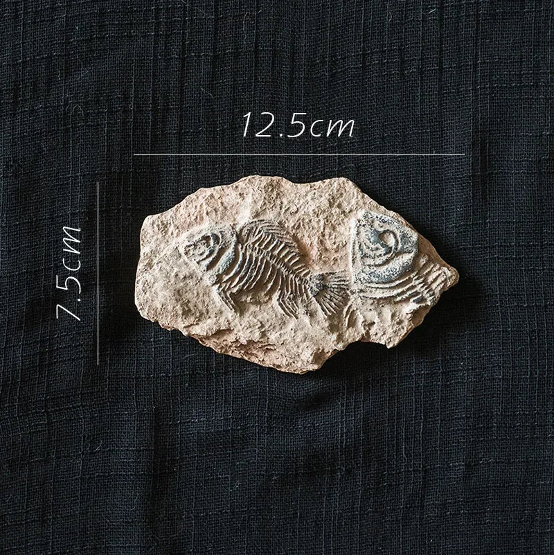 Decorbites™ Fossil-Serie Kunst-Kühlschrank-Aufkleber: Fischknochen-Käfer Meeresinsekten-Präparat