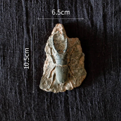 Decorbites™ Fossil-Serie Kunst-Kühlschrank-Aufkleber: Fischknochen-Käfer Meeresinsekten-Präparat