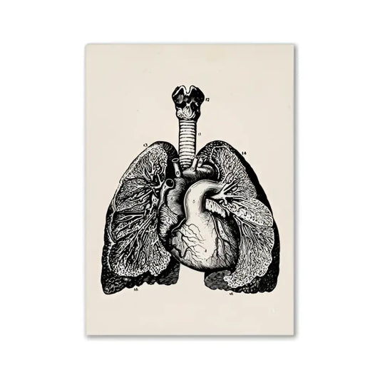 Decorbites™ anatomy art print vintage medical science black and white lungs and heart on cream canvas