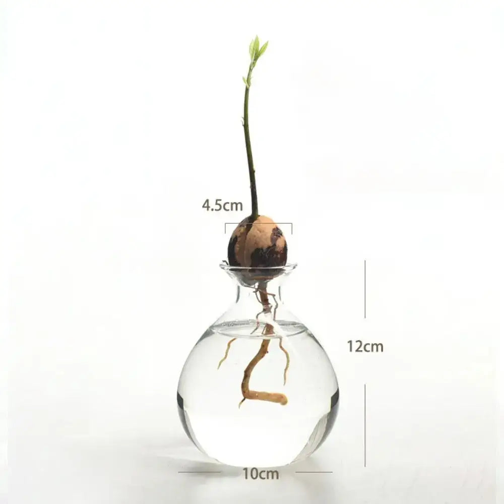 Clear glass hydroponic vase with an avocado seed showing visible roots and a tender green sprout for avocado seed starter