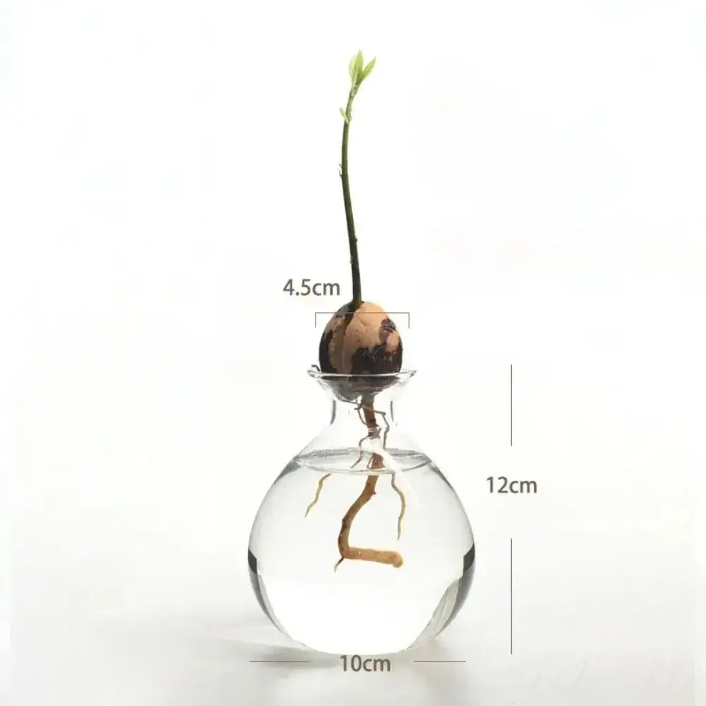 Clear glass hydroponic vase holding an avocado seed starter with roots submerged and a green shoot sprouting above water