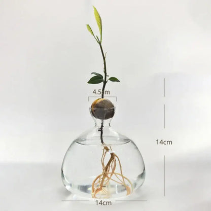 A clear glass hydroponic vase with bulbous base holding an avocado seed starter sprout with green leaves and roots
