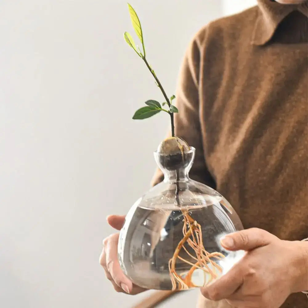 A clear glass hydroponic vase with a narrow neck holding an avocado seed starter sprouting green leaves and roots