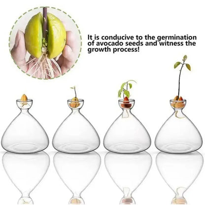 Clear glass hydroponic vases with rounded bodies and narrow necks holding developing avocado seed starters