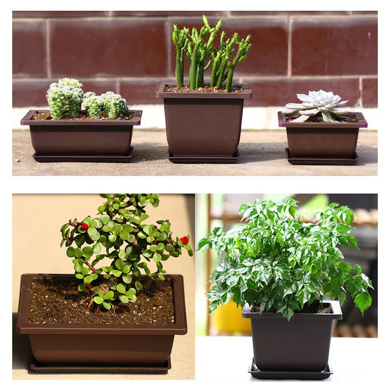 Set of four brown rectangular bonsai plant pots with matching saucers holding different green plants for outdoor use