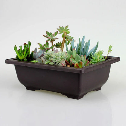 Dark brown rectangular ceramic plant pot filled with green and blue green succulents for outdoor garden use