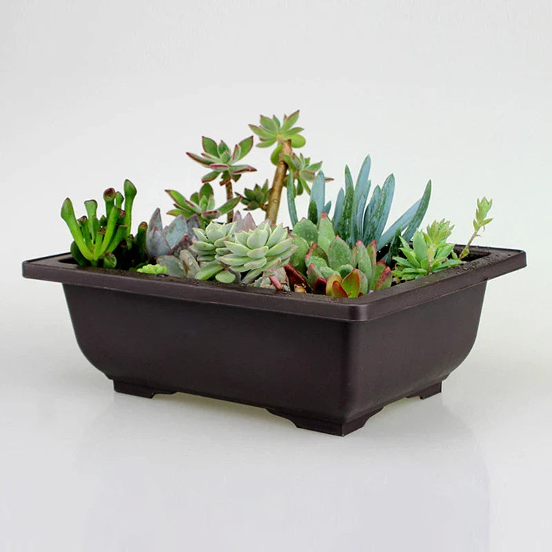 Dark brown rectangular ceramic plant pot filled with green and blue green succulents for outdoor garden use
