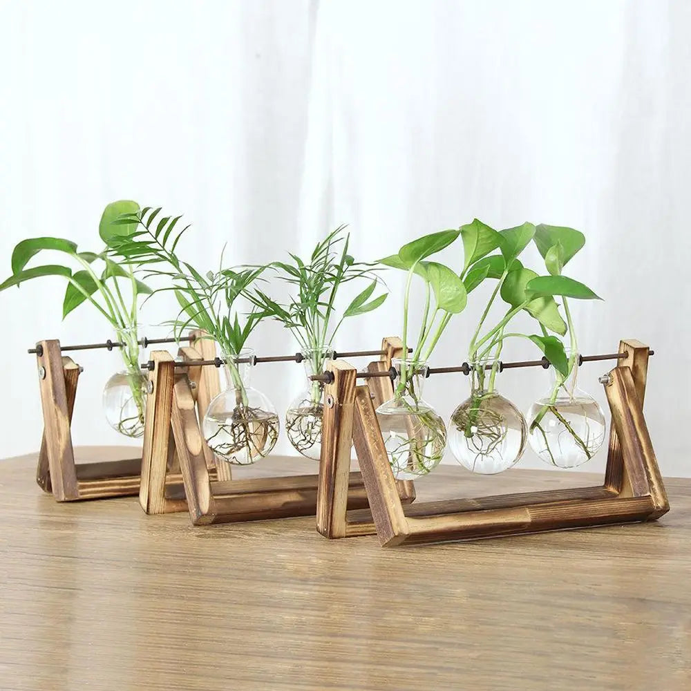 Set of five clear glass spherical terrarium vases with roots on rustic wooden a-frame stands for hydroponic plants
