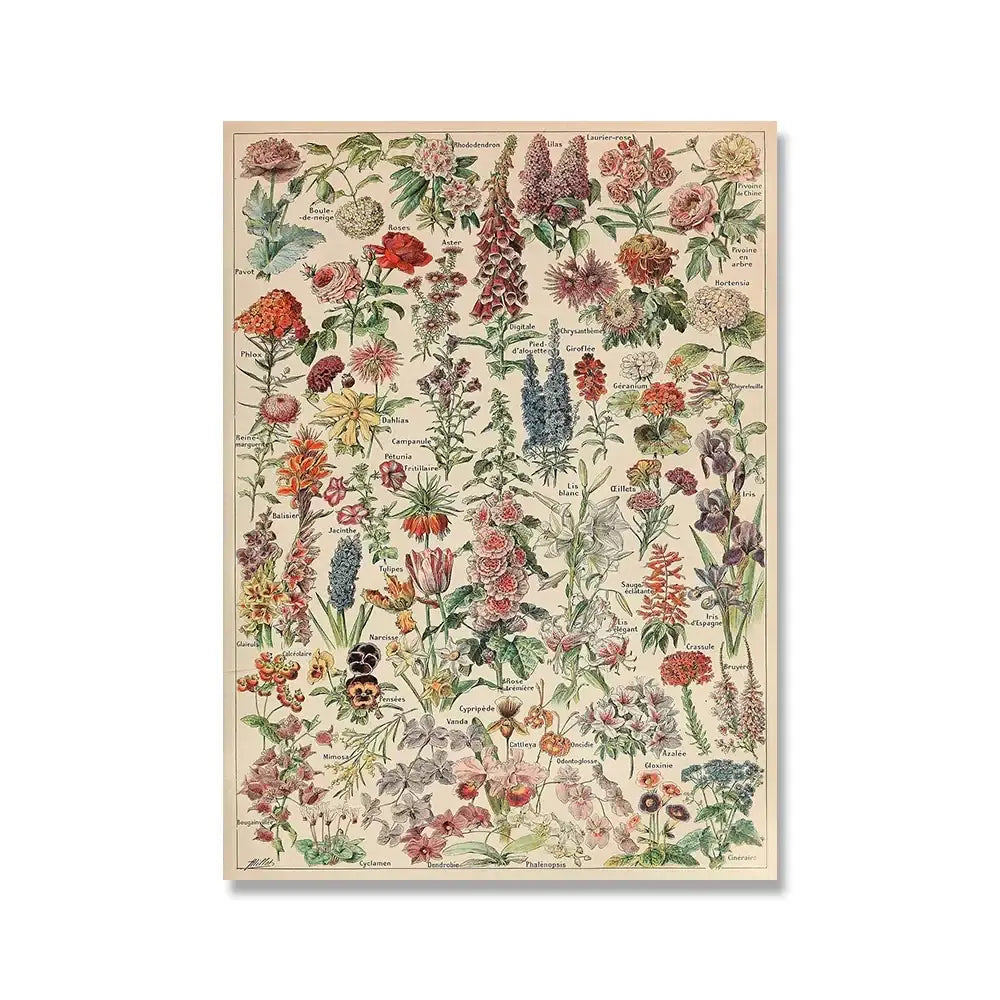 DecorBites™ botanical vintage encyclopedia print wall art featuring colorful flowers in adolphe millot encyclopedia style