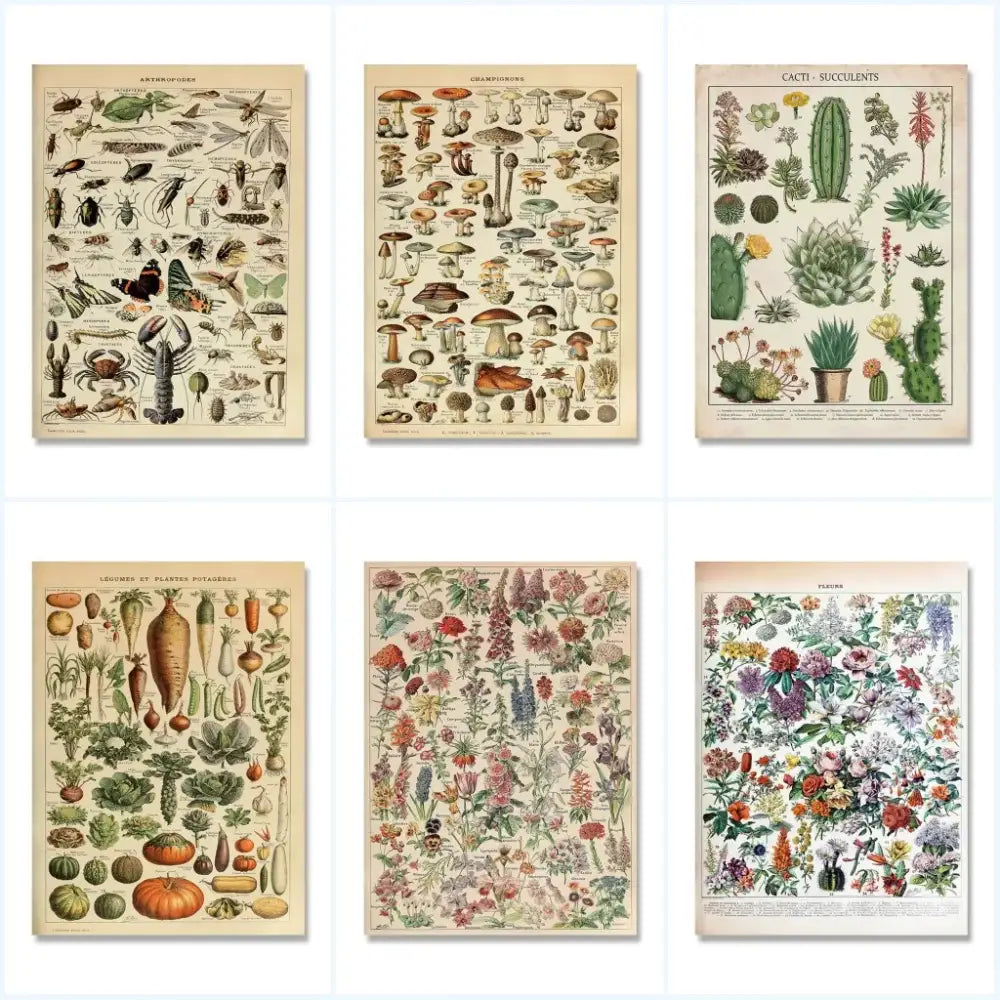 Set of six decorbites botanical vintage encyclopedia prints wall art featuring colorful adolphe millot encyclopedia illustrations on beige paper