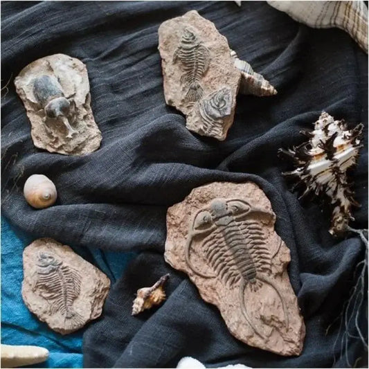 A collection of natural stone fossil series art refrigerator stickers featuring trilobite and prehistoric creatures by decorbites fossil series