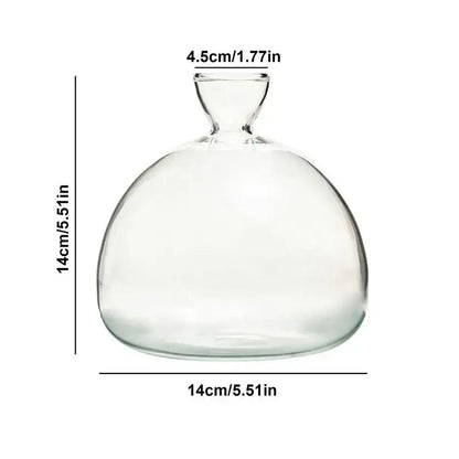 Decorbites™ glass avocado seed starter vase kit with clear glass bulbous body and narrow neck for seed starter use