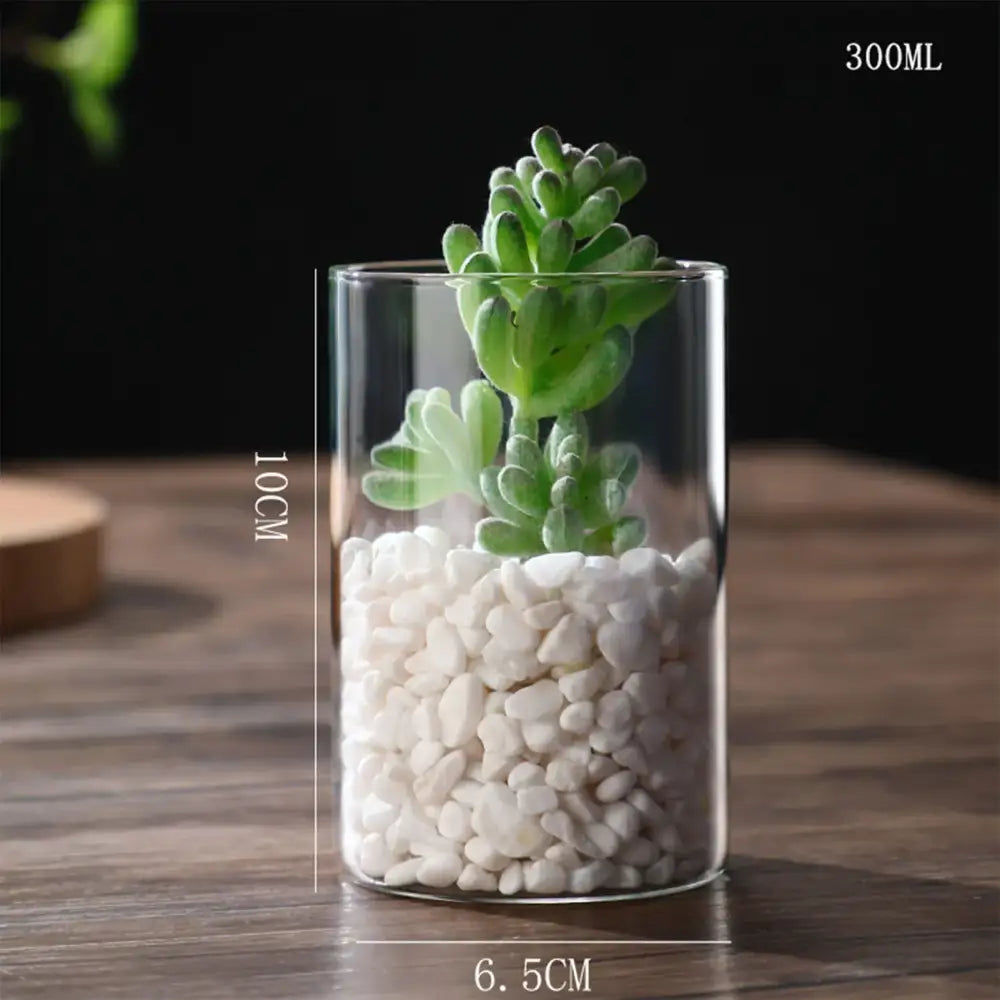 Decorbites™ glass hydroponic desktop planter vase with clear cylindrical glass vase, white pebbles, and green succulent plant