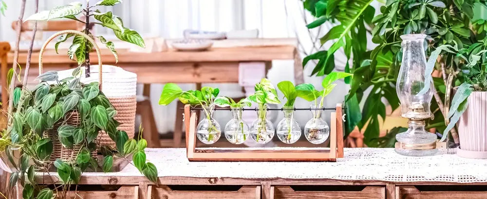 Wooden-framed glass planter propagation station holding five green plants in spherical vases for propagation use