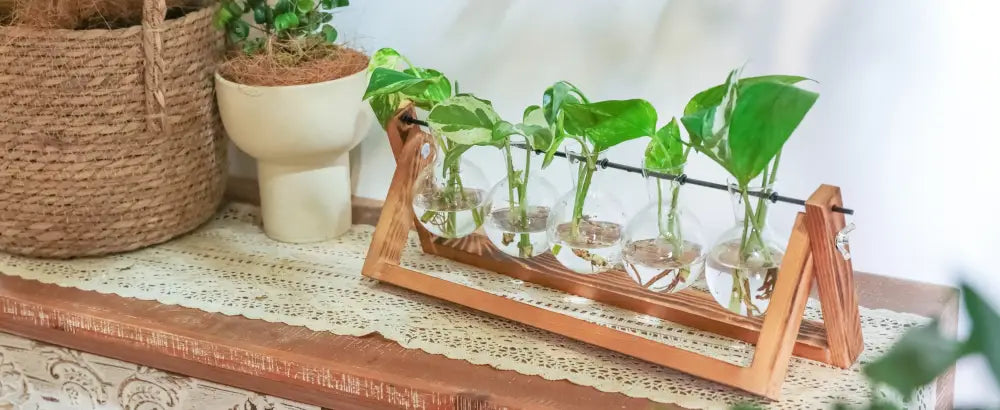 DecorBites™ glass planter propagation station wooden rack holding five clear glass vials with green plants growing in water