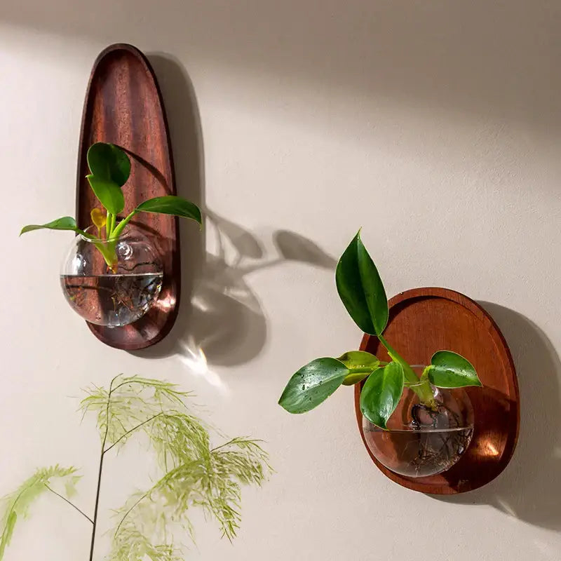 Two wooden wall-mounted decorbites glass vase flowerpots with circular glass globe and green plants for home décor