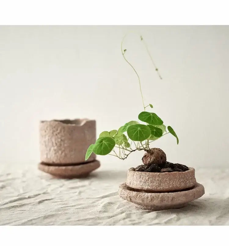 Rustic beige handcrafted ceramic vase with textured surface and matching saucer holding a small green leafy plant