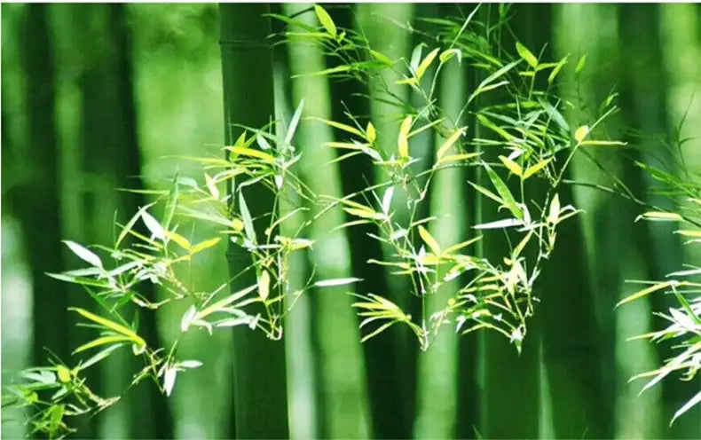 Lush green bamboo stalks and slender leaves inspiring the design of decorbites™ handcrafted chinese bamboo pendant lamp