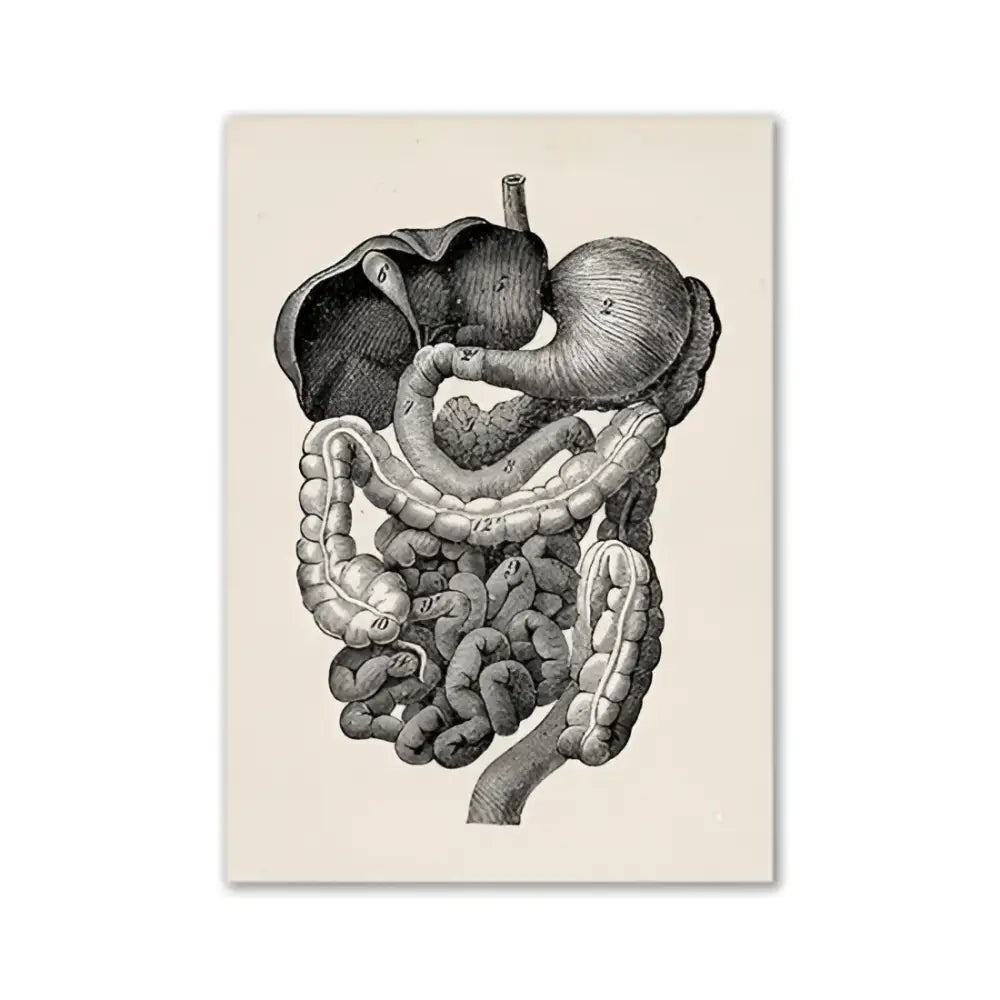 Anatomical illustration of the human digestive system in vintage human anatomy black and white canvas print by DecorBites™