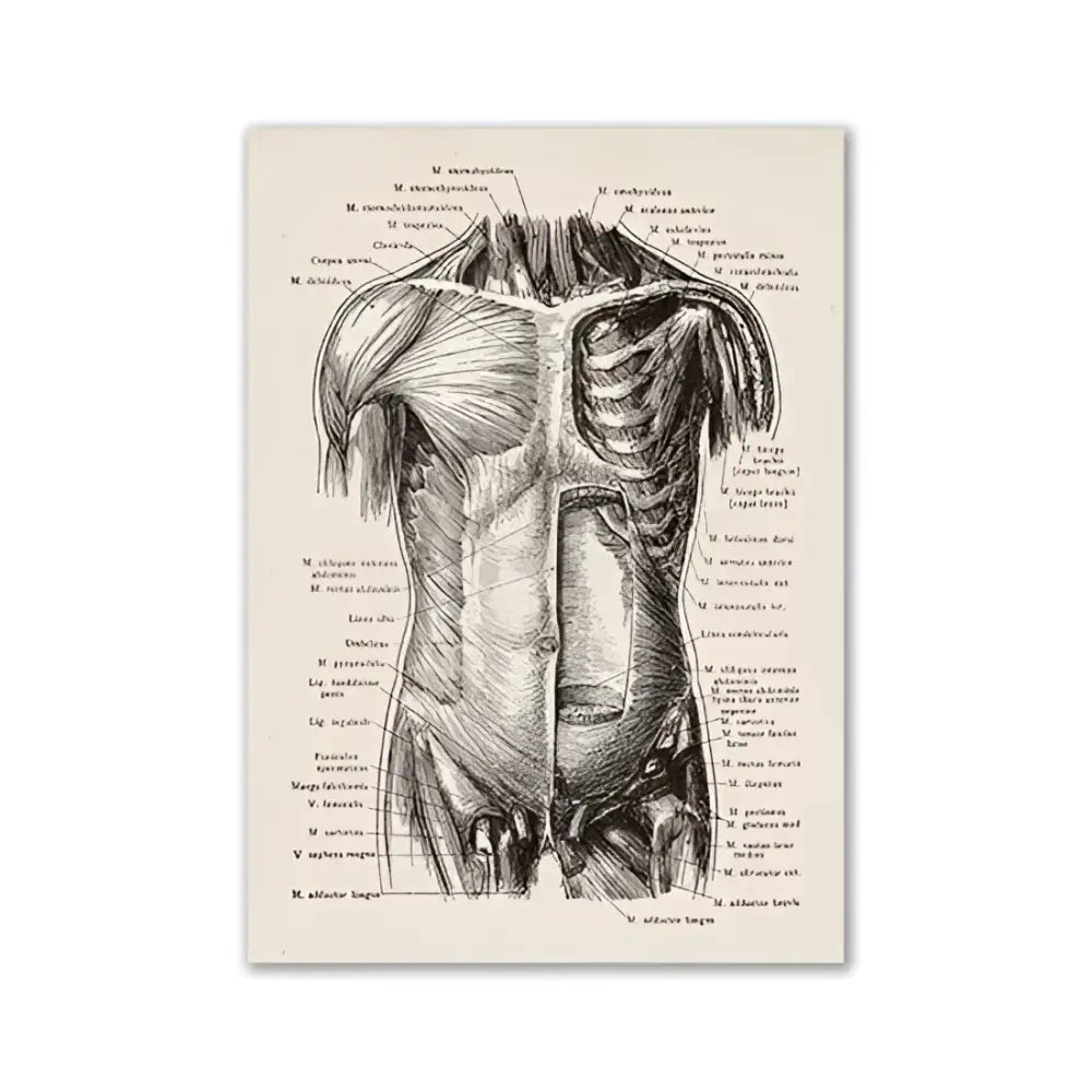 DecorBites™ vintage human anatomy canvas print featuring black ink illustration of labeled torso muscles and organs