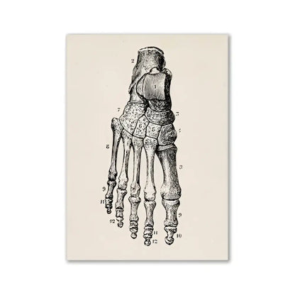 Anatomical illustration print of human foot skeleton on textured off-white paper vintage human anatomy canvas print