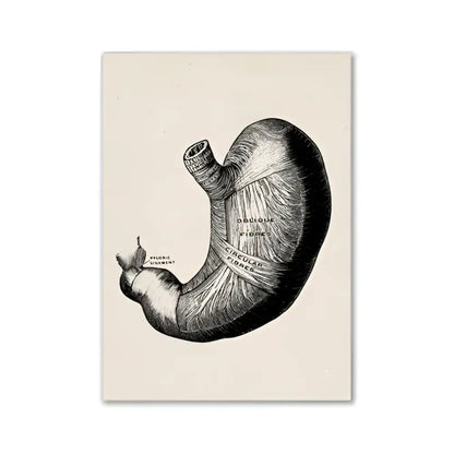 Anatomical human stomach illustration canvas print in black ink on off-white vintage human anatomy paper by DecorBites