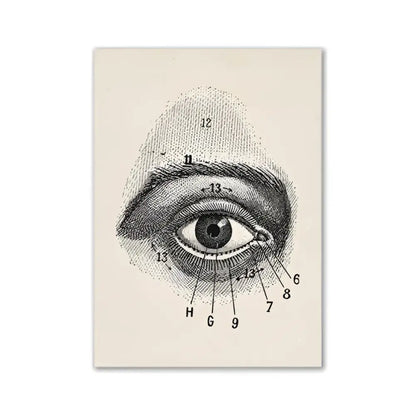 Anatomical eye diagram vintage human anatomy canvas print with numbered labels on cream-colored background by DecorBites™