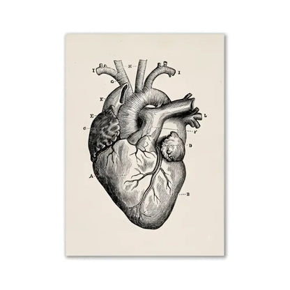 Anatomical heart diagram canvas print with detailed labeled sections on beige textured background vintage human anatomy