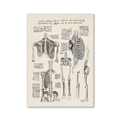 DecorBites™ human anatomy vintage canvas print featuring sepia toned detailed skeletal illustrations on cream background