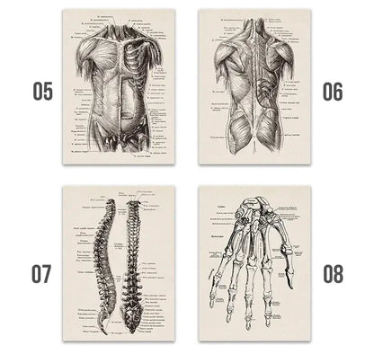 Set of four vintage human anatomy canvas prints featuring black and white detailed muscle and bone illustrations on off-white paper