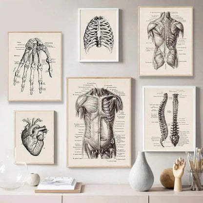Set of six framed vintage human anatomy canvas prints in black and white on cream paper by DecorBites human anatomy