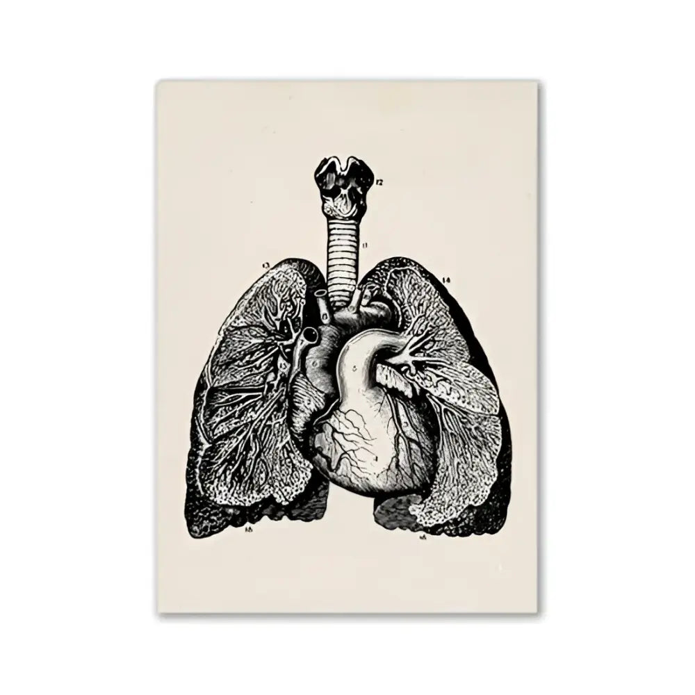 Vintage human anatomy canvas print featuring black and white anatomical illustration of lungs and heart on cream canvas