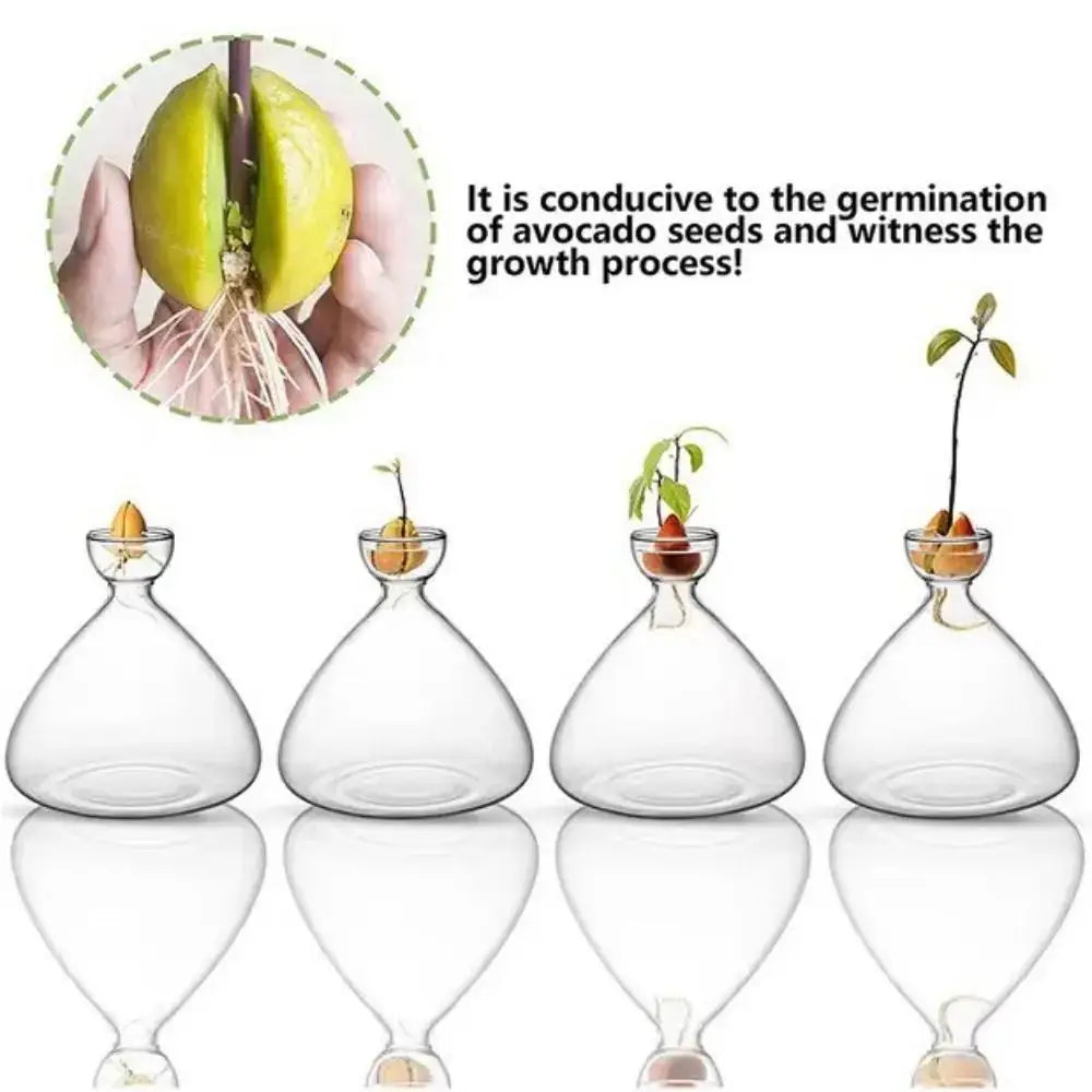 Clear glass hydroponic avocado starter vases with rounded bodies and narrow necks holding developing plants from DecorBites
