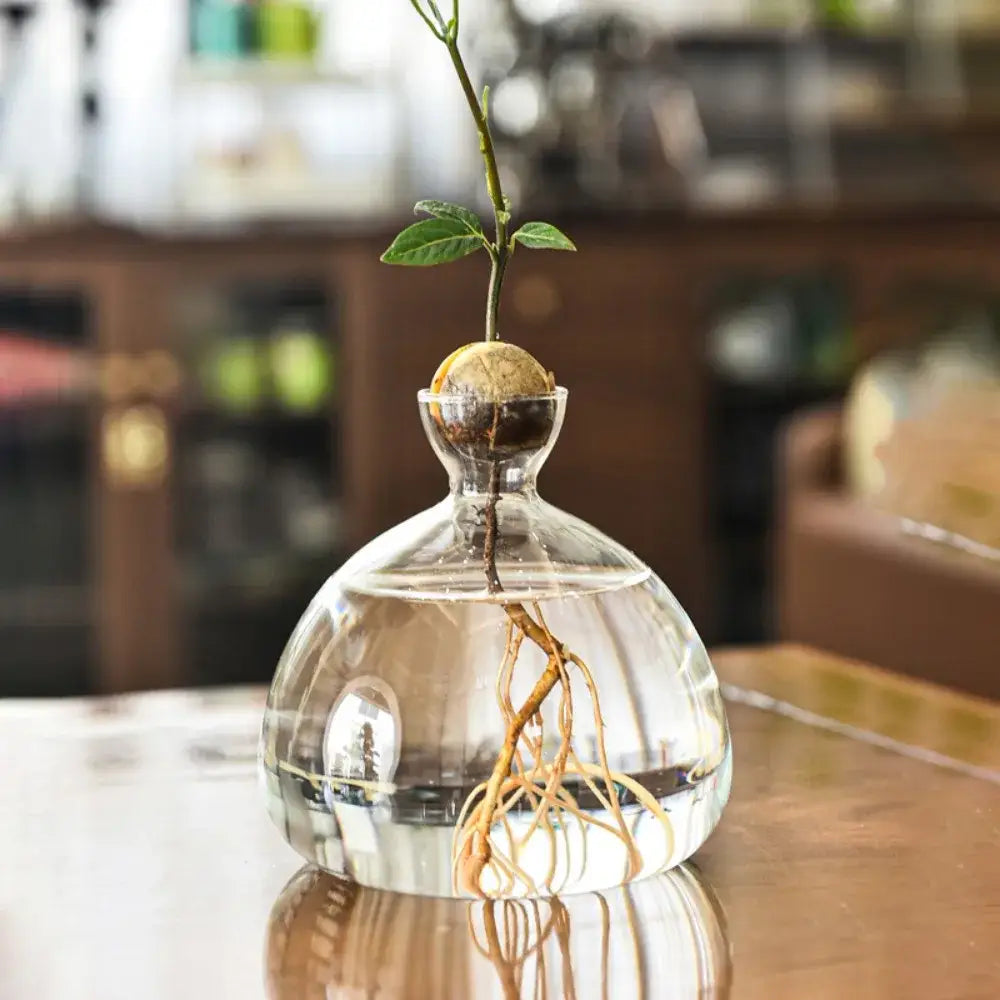 Clear glass vase hydroponic avocado starter kit with young avocado plant and visible roots submerged in water