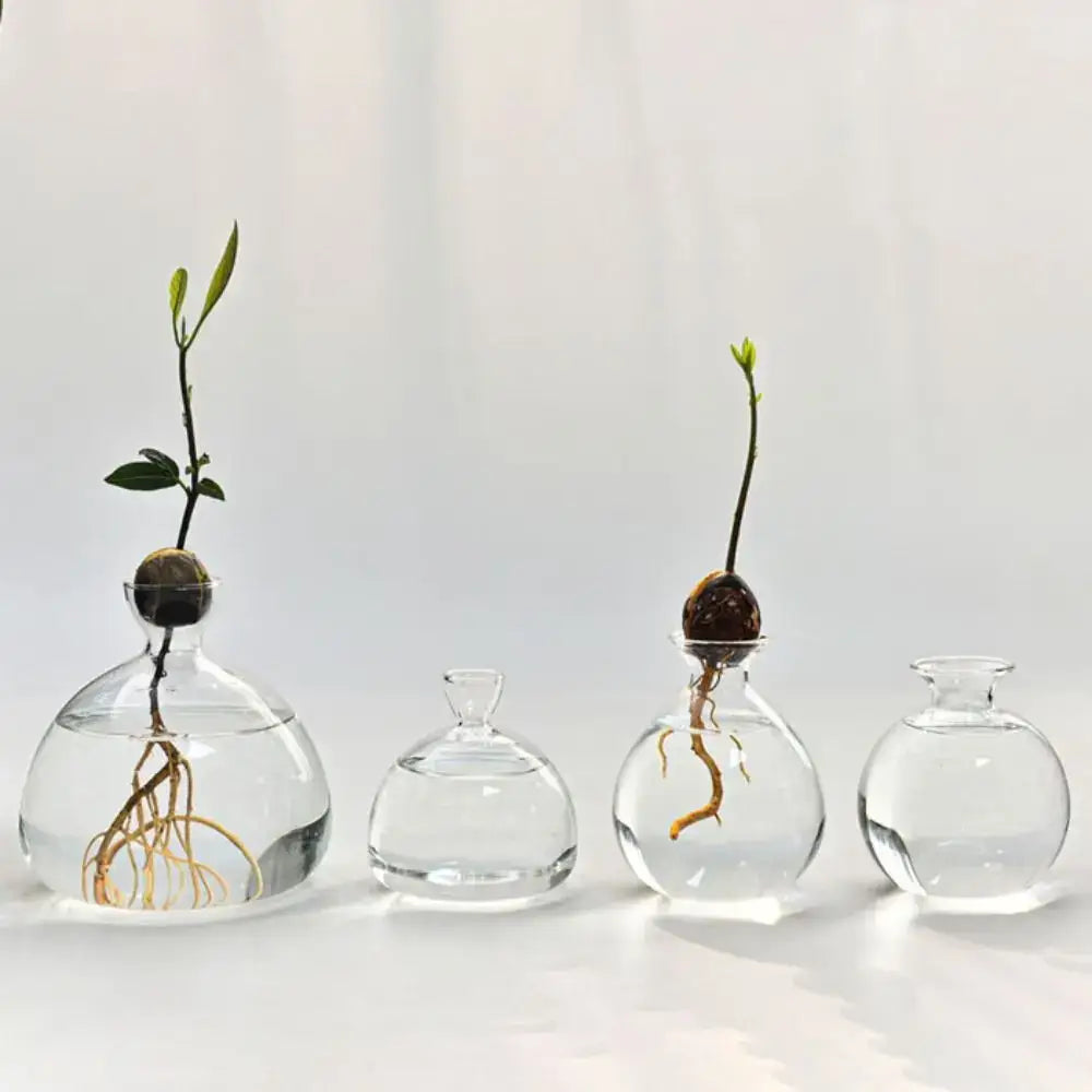 Clear glass vases with rounded bodies holding hydroponic avocado starter sprouts in water from decorbites avocado starter kit