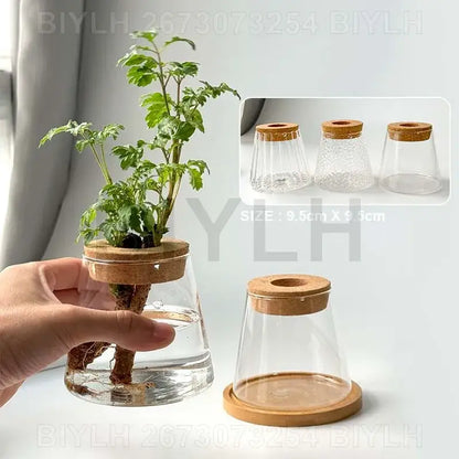 Decorbites hydroponic glass flower pots set of 2 clear glass flower pots with cork lid and wooden base for indoor display