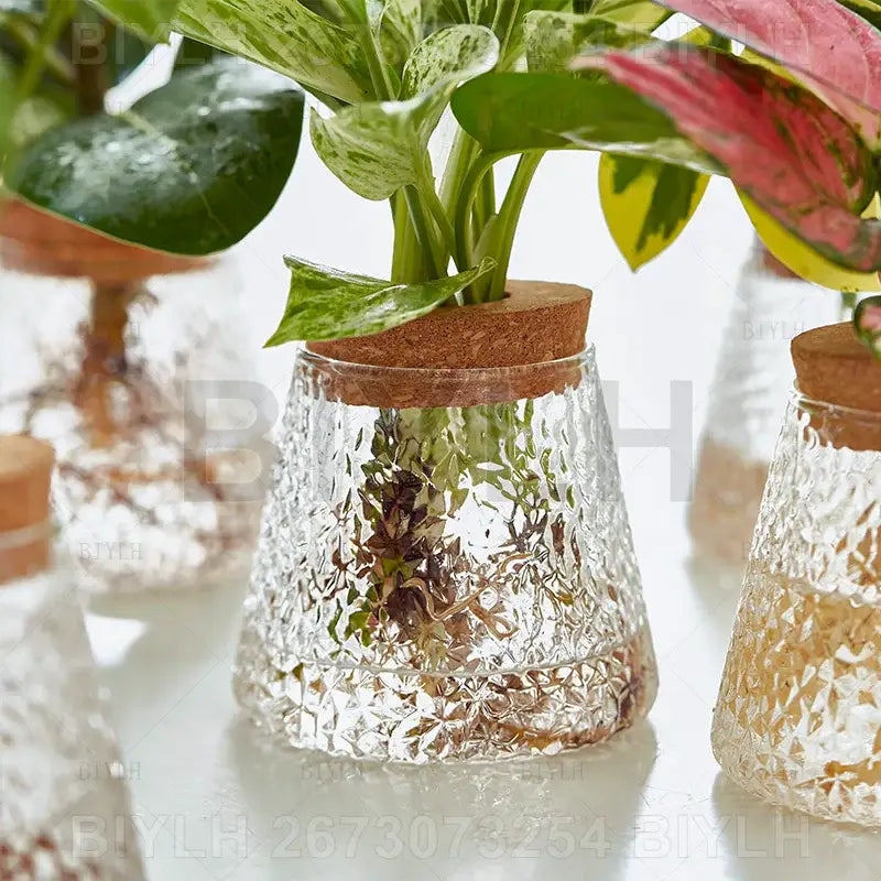 Decorbites™ hydroponic glass flower pots set of 2 clear textured glass flower pots with cork lid holding greenery