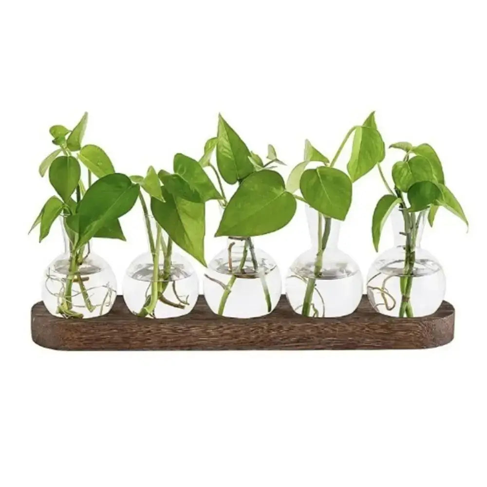 Set of five clear glass vases with green heart-shaped leaves arranged on a wooden tray for hydroponics glass display
