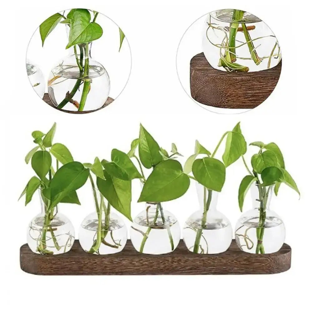 Set of five clear hydroponics glass vases with green plants arranged on dark brown wooden tray from decorbites