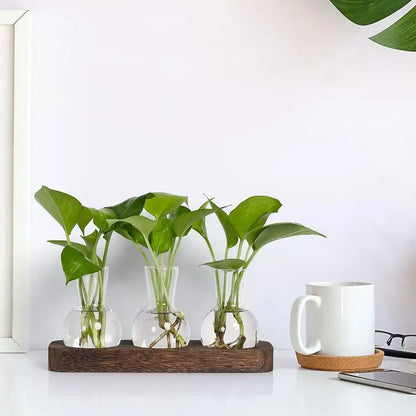 Three vibrant green pothos plants in clear hydroponics glass vases with white pebbles on a wooden tray decorbites