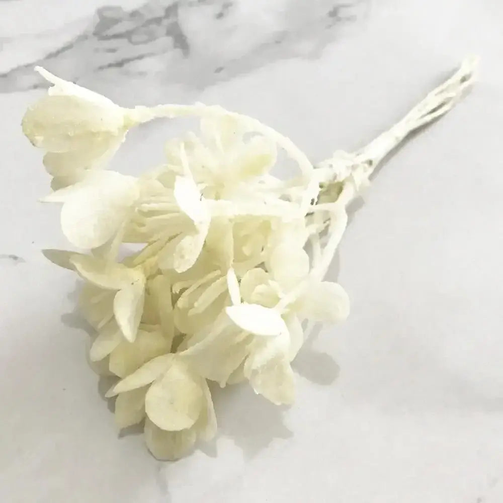 A delicate cluster of decorbites ivory flower cherry stamen berries with translucent ivory petals and slender stems for wedding decor